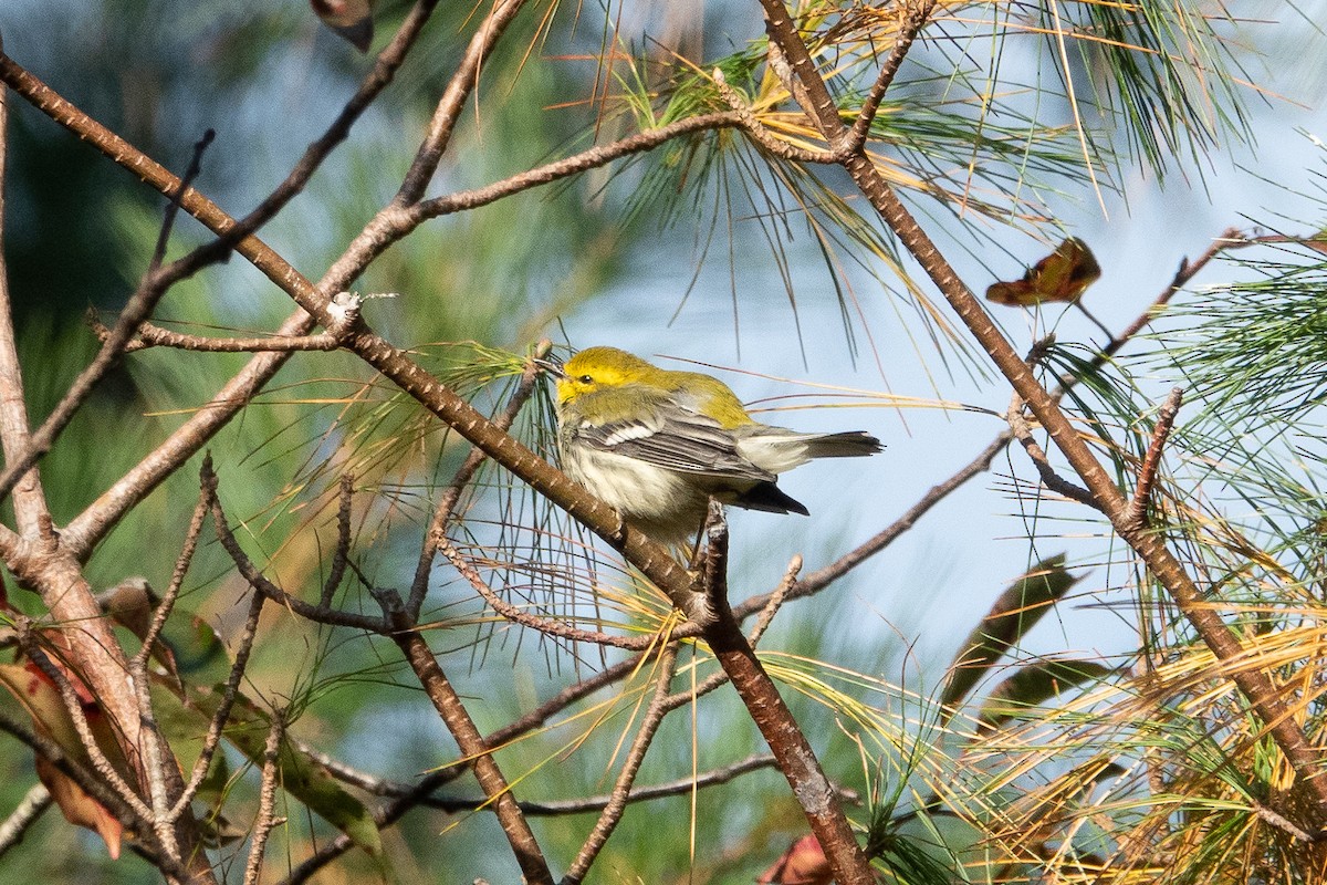 Black-throated Green Warbler - ML274496941