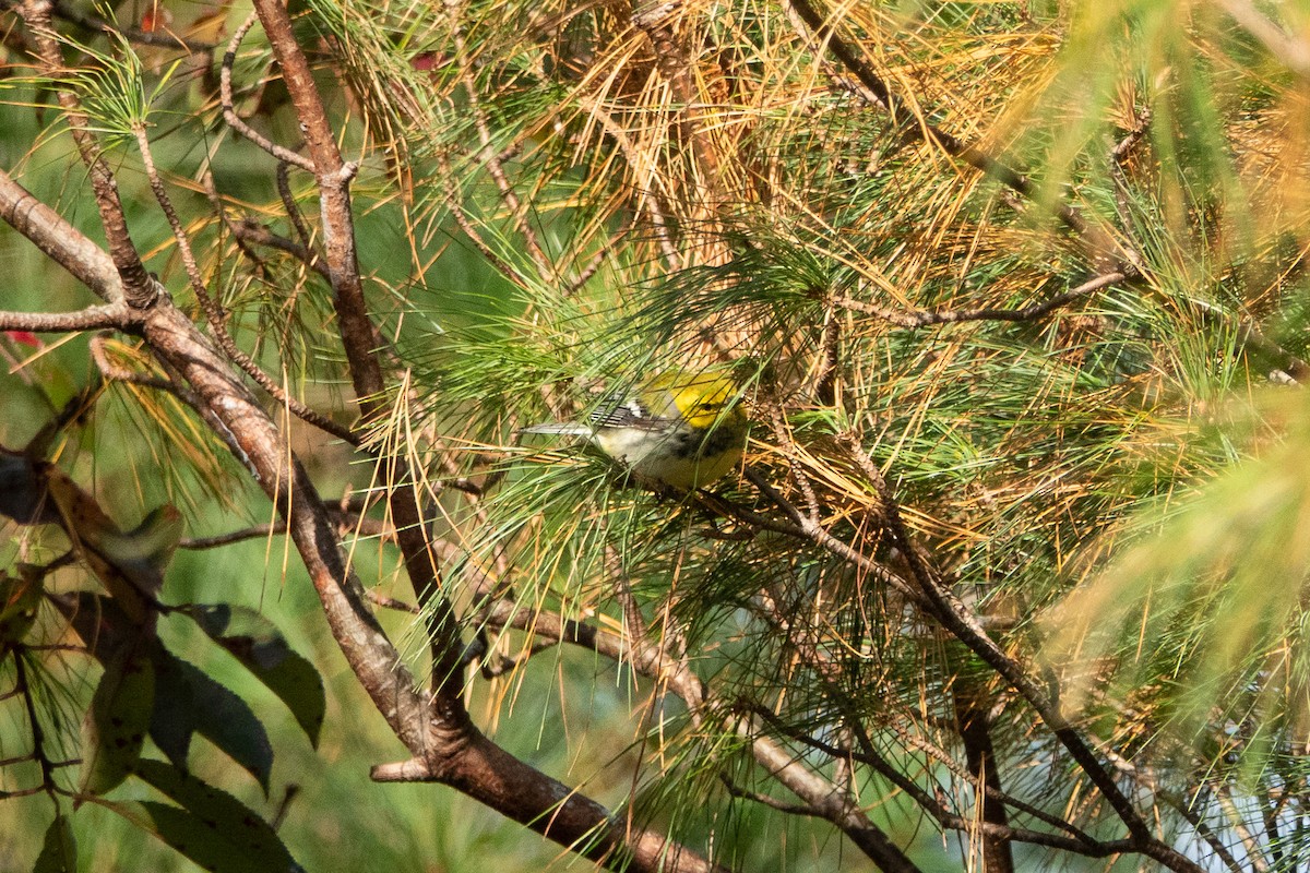 Black-throated Green Warbler - ML274496961