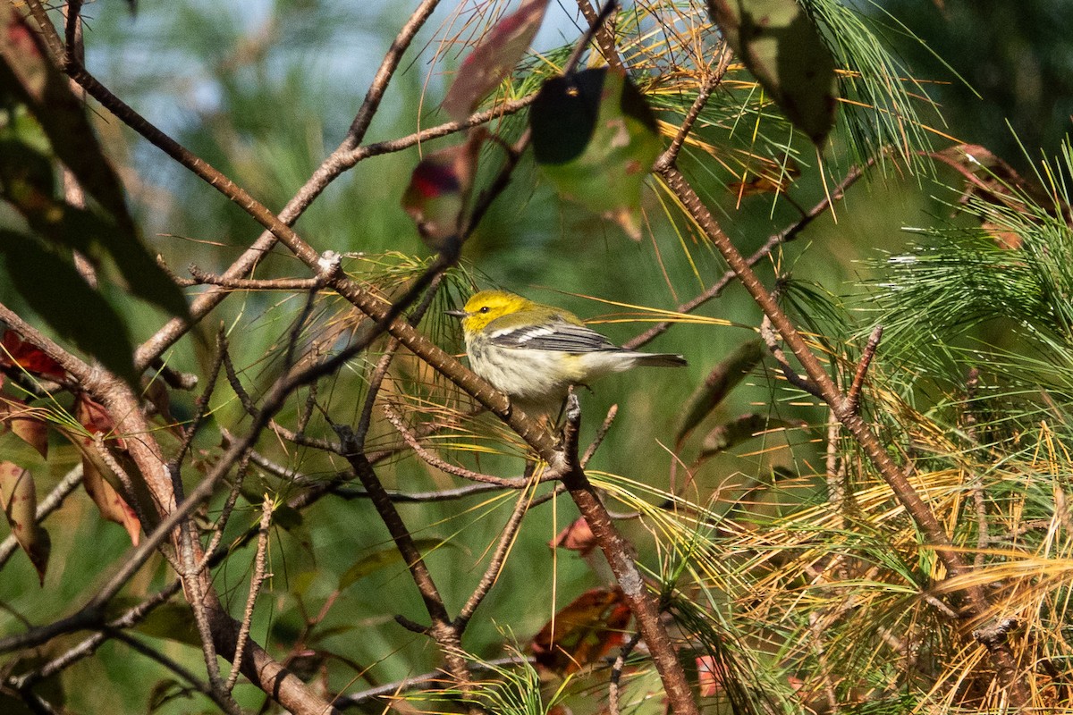 Black-throated Green Warbler - ML274496971