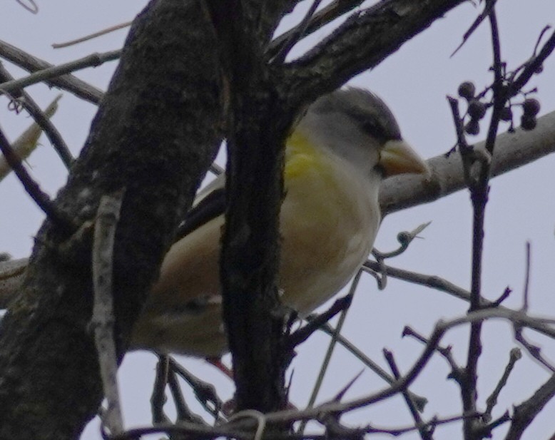 Evening Grosbeak - ML274498501