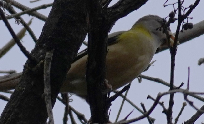 Evening Grosbeak - ML274498541