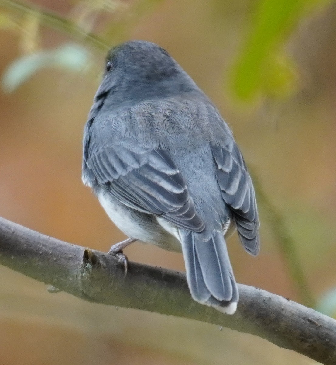 Dark-eyed Junco - ML274498691