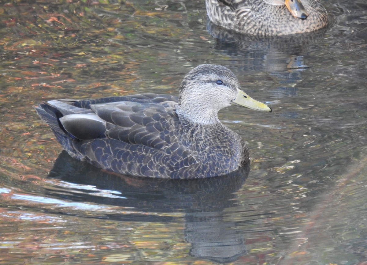 American Black Duck - Ben Meredyk