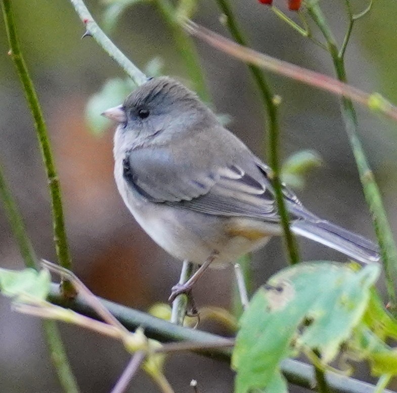 Dark-eyed Junco - ML274498731