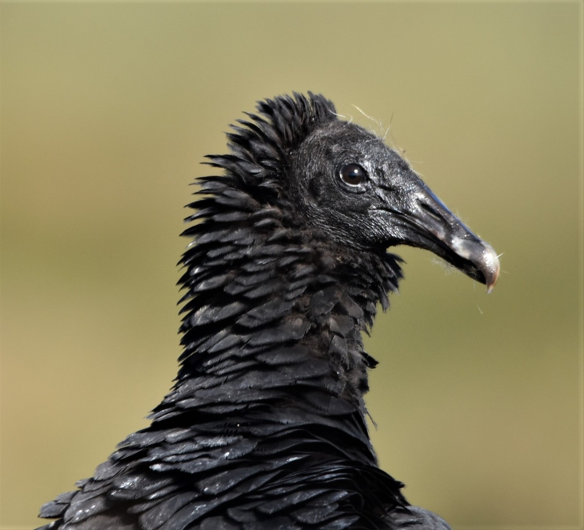 Black Vulture - ML274500161
