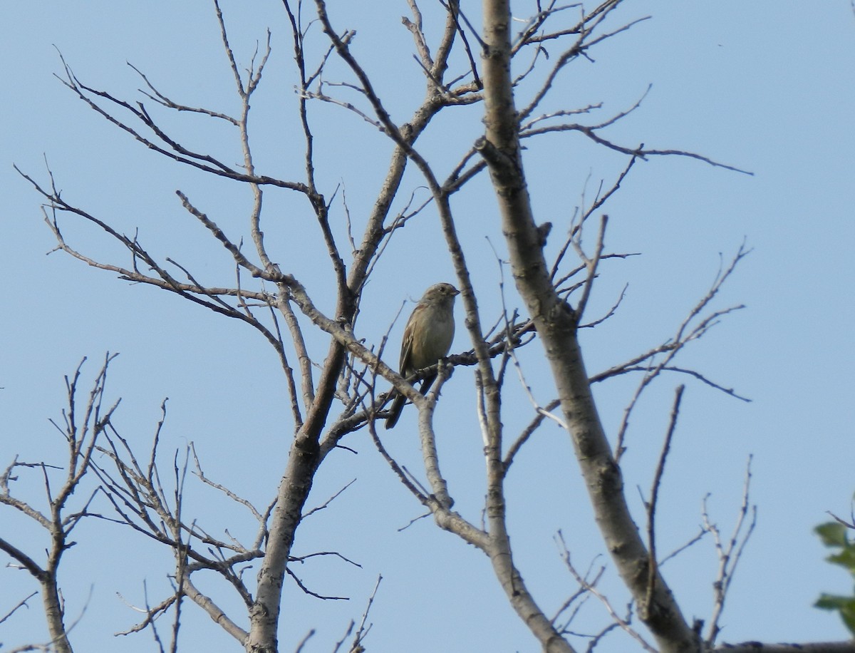 American Tree Sparrow - ML274501441