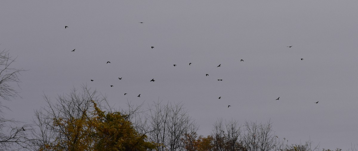 American Crow - ML274501701