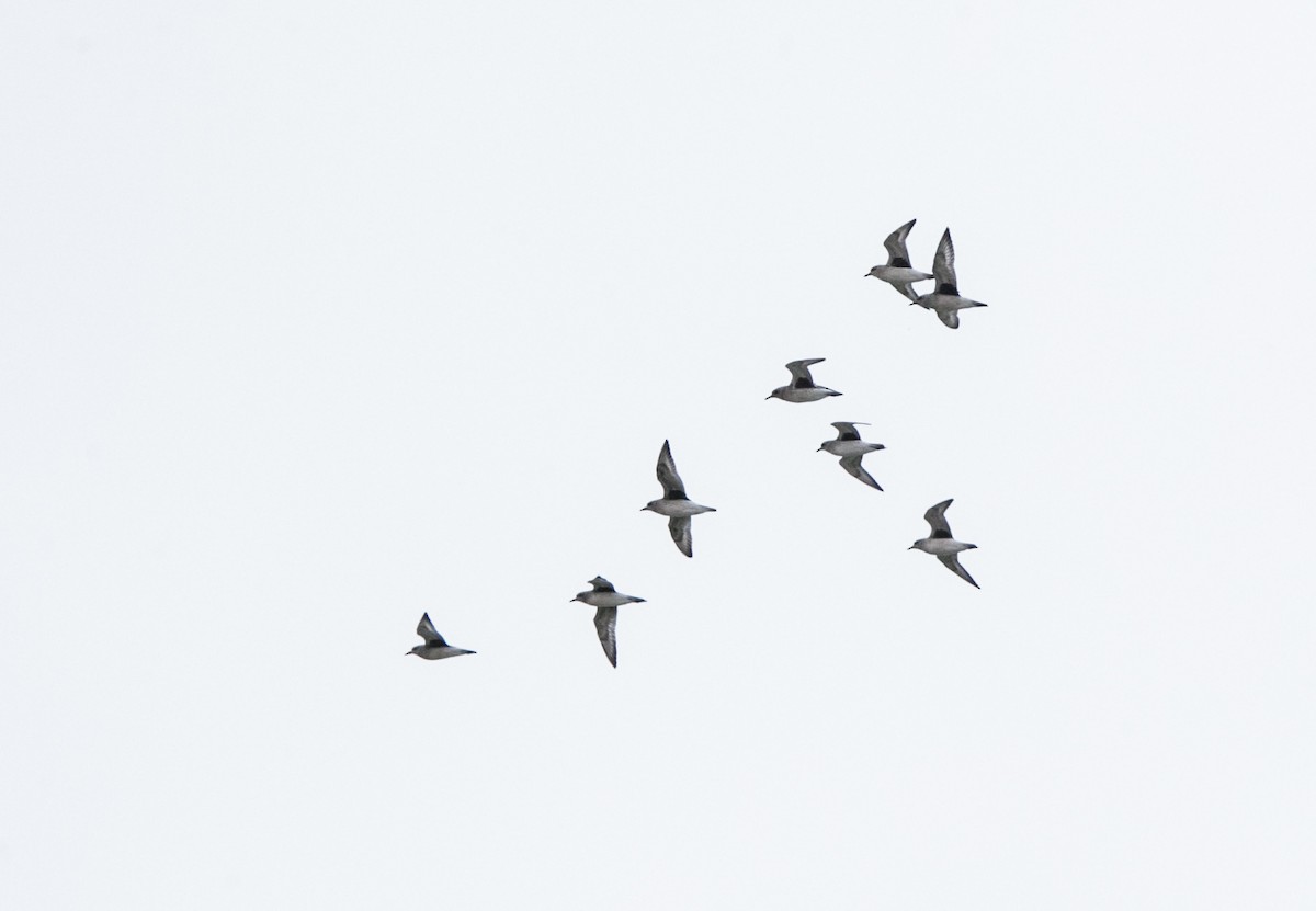 Black-bellied Plover - Brandon Holden