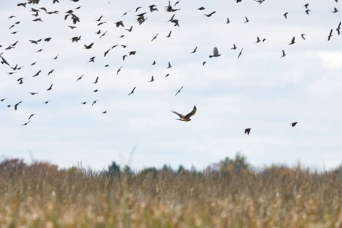 Northern Harrier - Brandon Holden