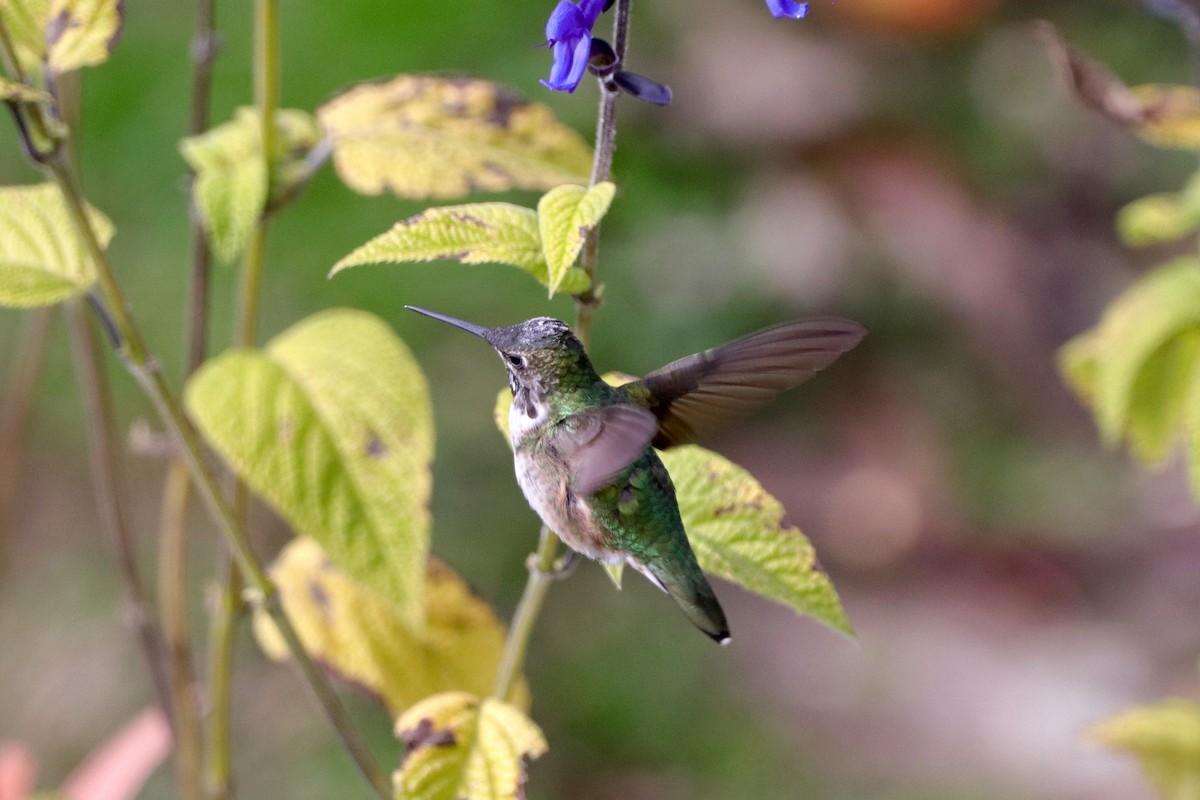 Ruby-throated Hummingbird - James Trombley
