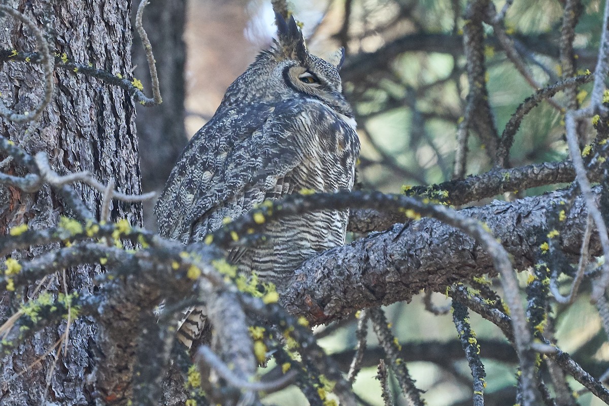 Great Horned Owl - Jack Williamson