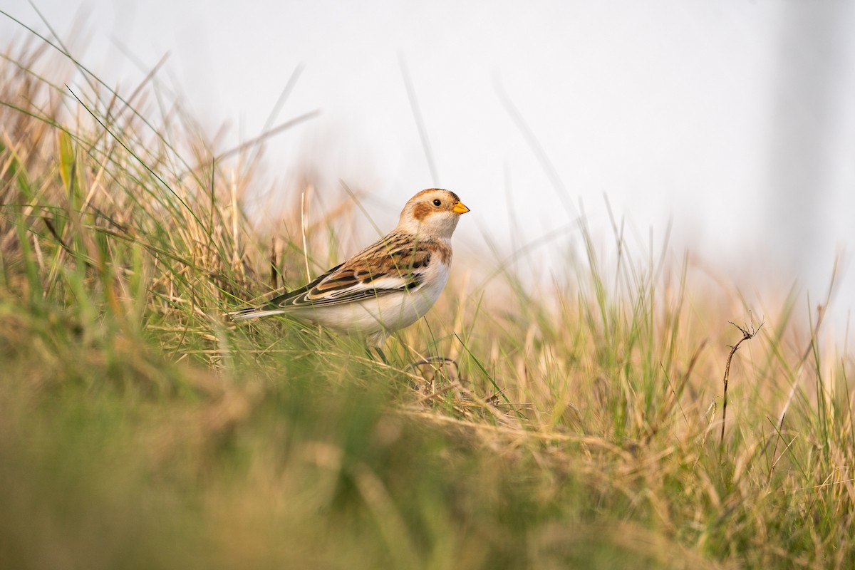 Snow Bunting - Marcus Vorwaller 🦆