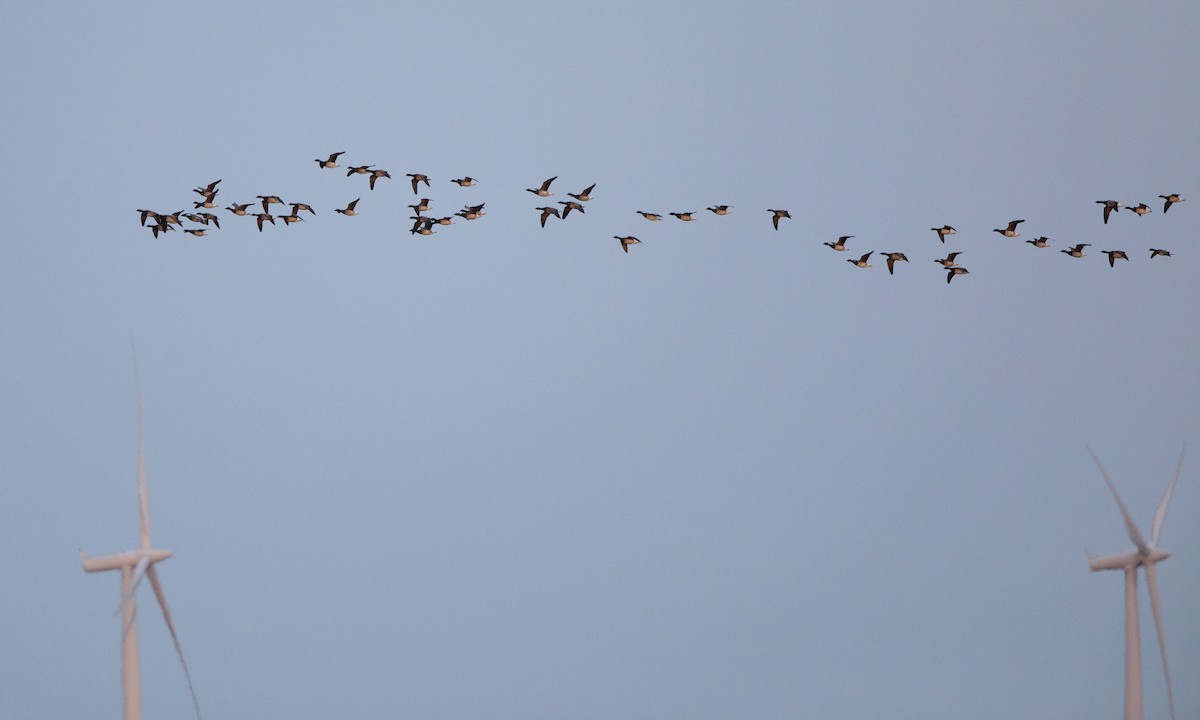 Brant (Pale-bellied) - Steve Kelling
