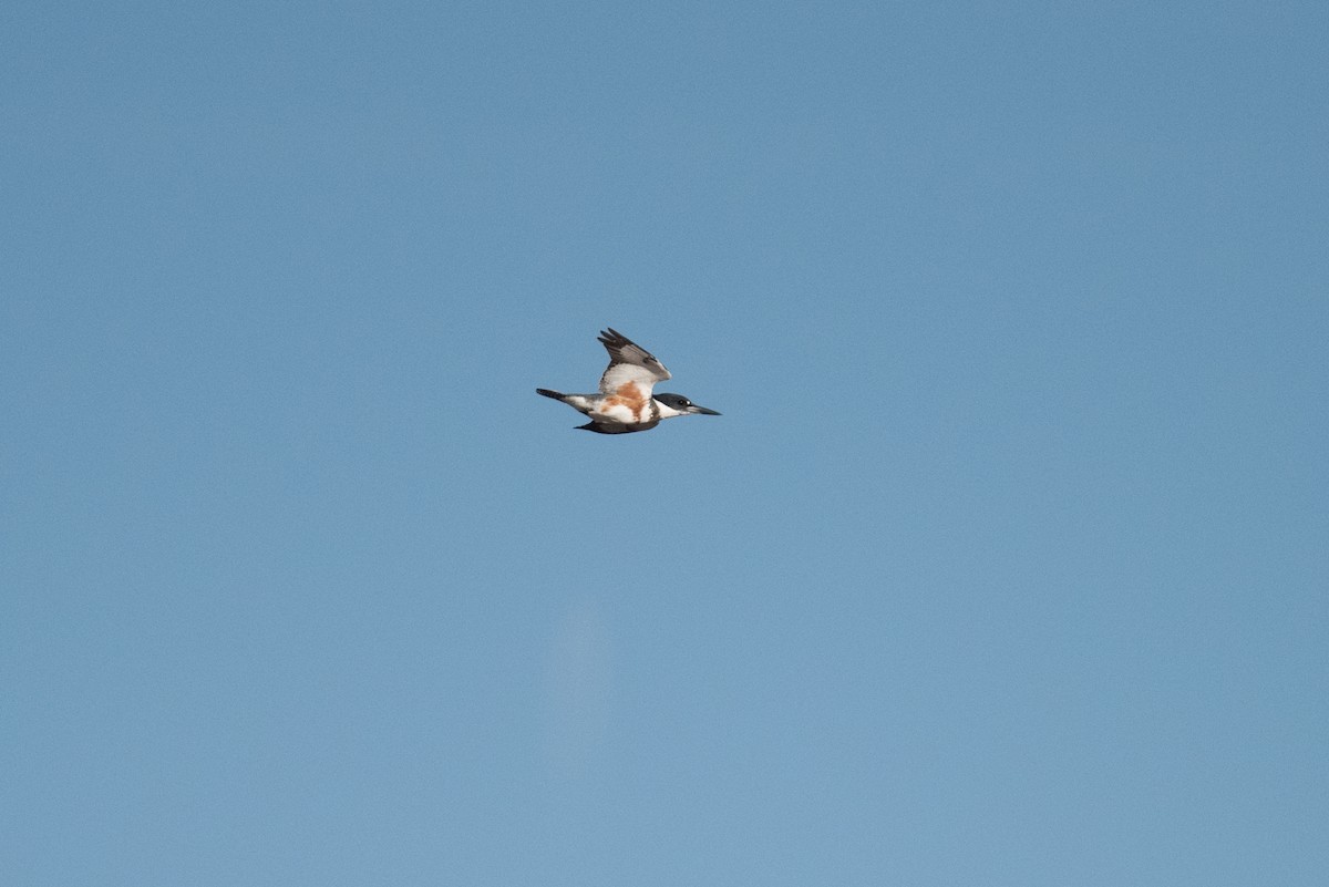 Belted Kingfisher - ML274509211