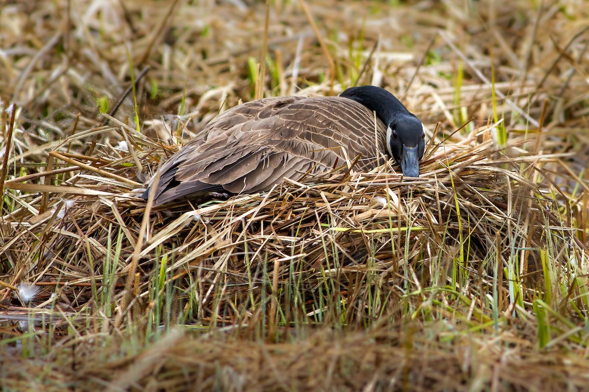 Canada Goose - ML27450941