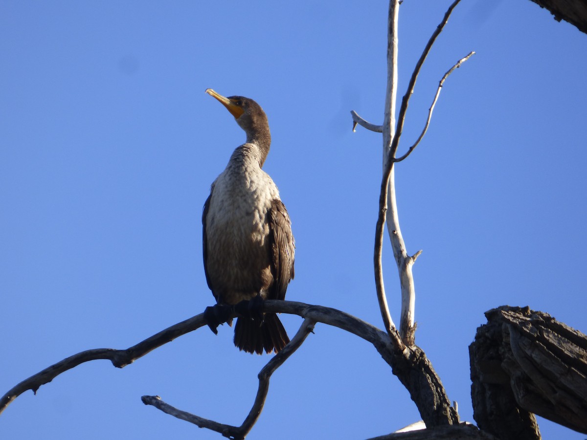 Double-crested Cormorant - ML274509731