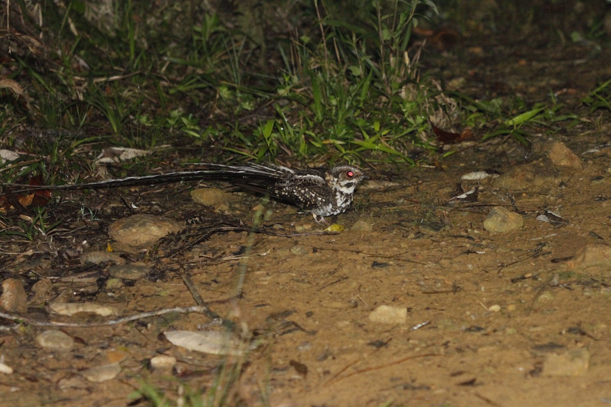 Long-trained Nightjar - ML274510171