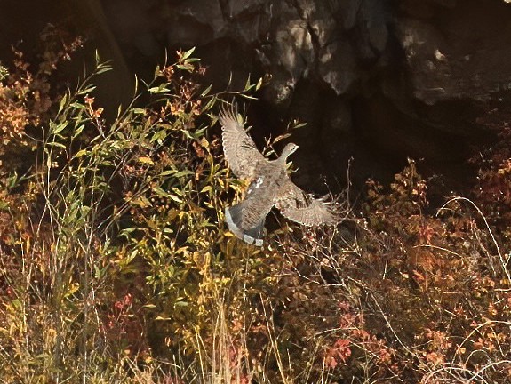 Dusky Grouse - ML274510311