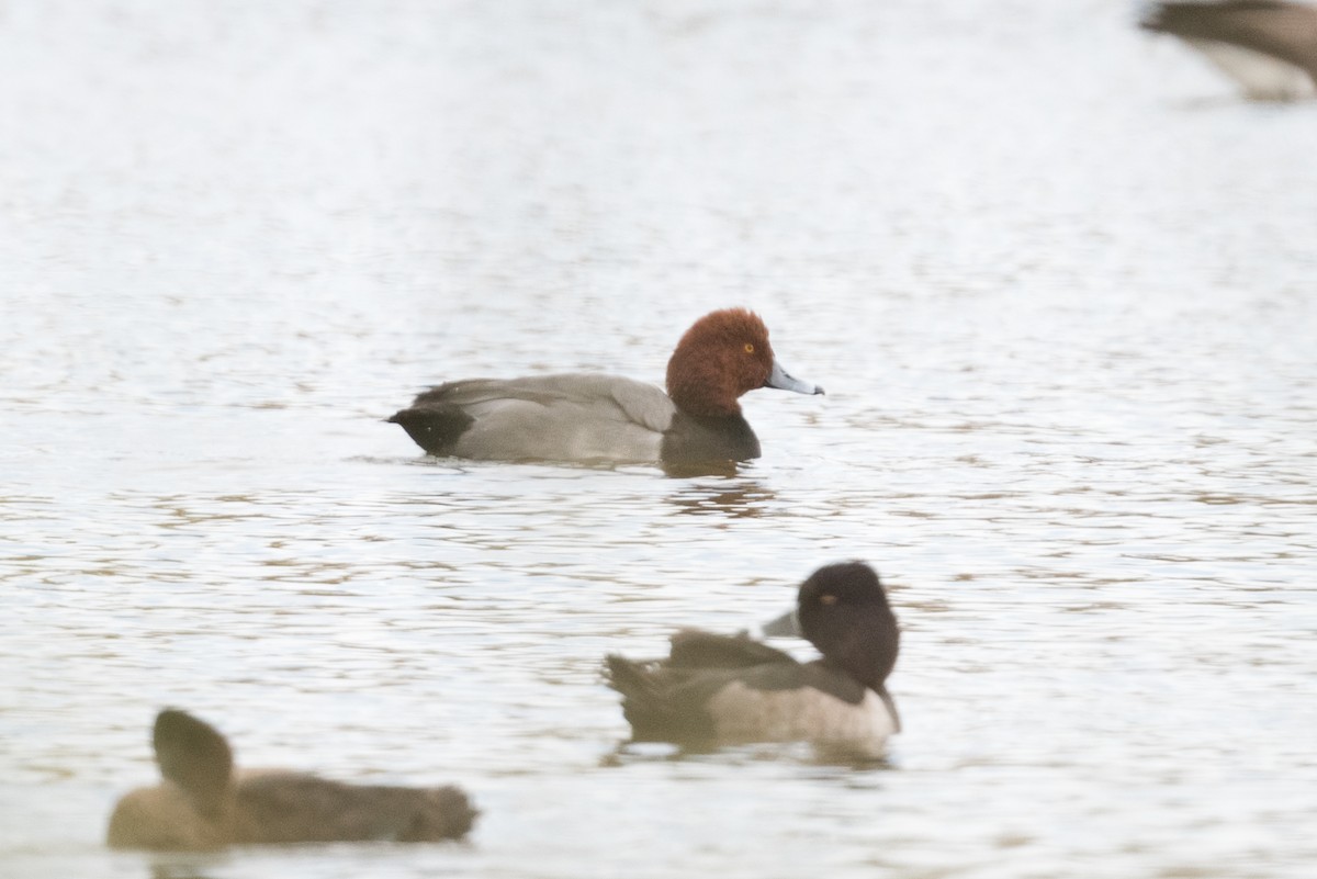 Redhead - ML274510321