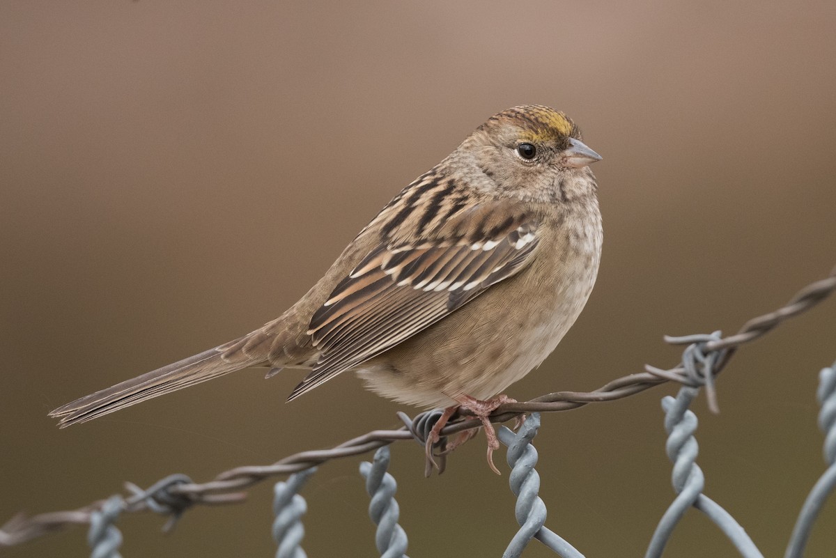 Golden-crowned Sparrow - John C. Mittermeier