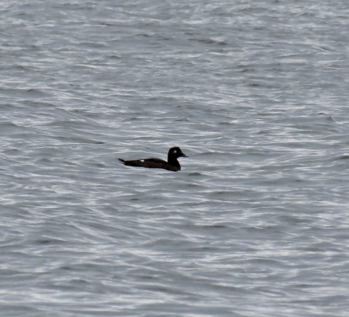 White-winged Scoter - ML274510641