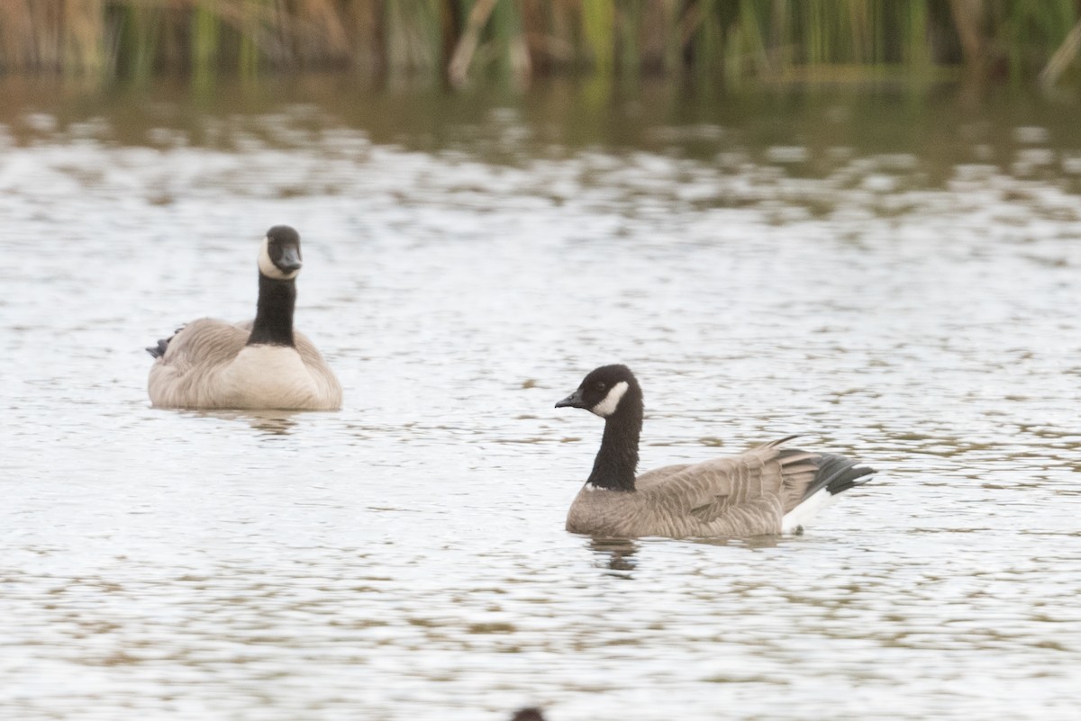 Cackling Goose - ML274510761