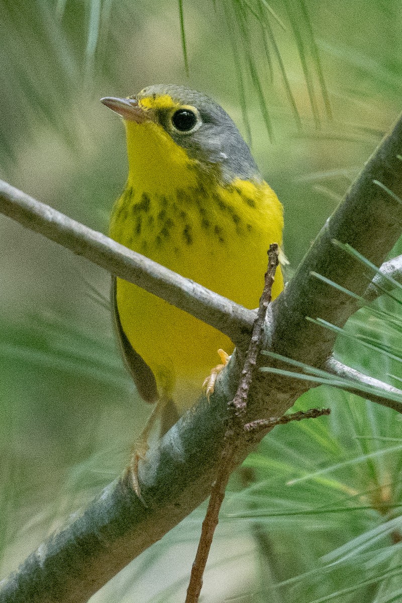 Paruline du Canada - ML274511031