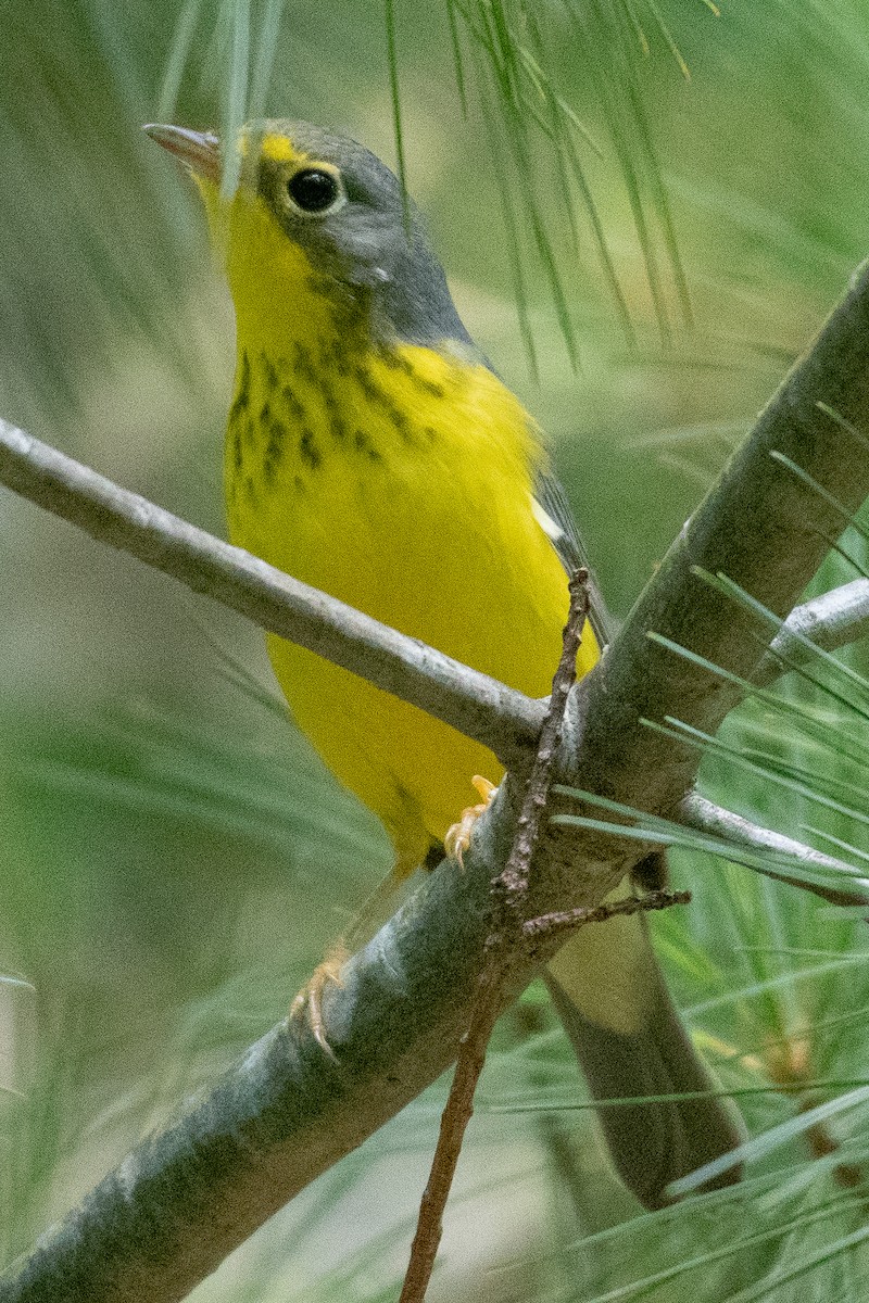 Paruline du Canada - ML274511241