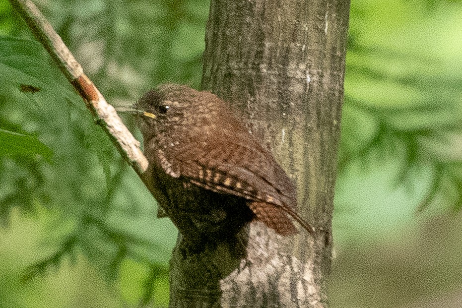 Troglodyte des forêts - ML274511561
