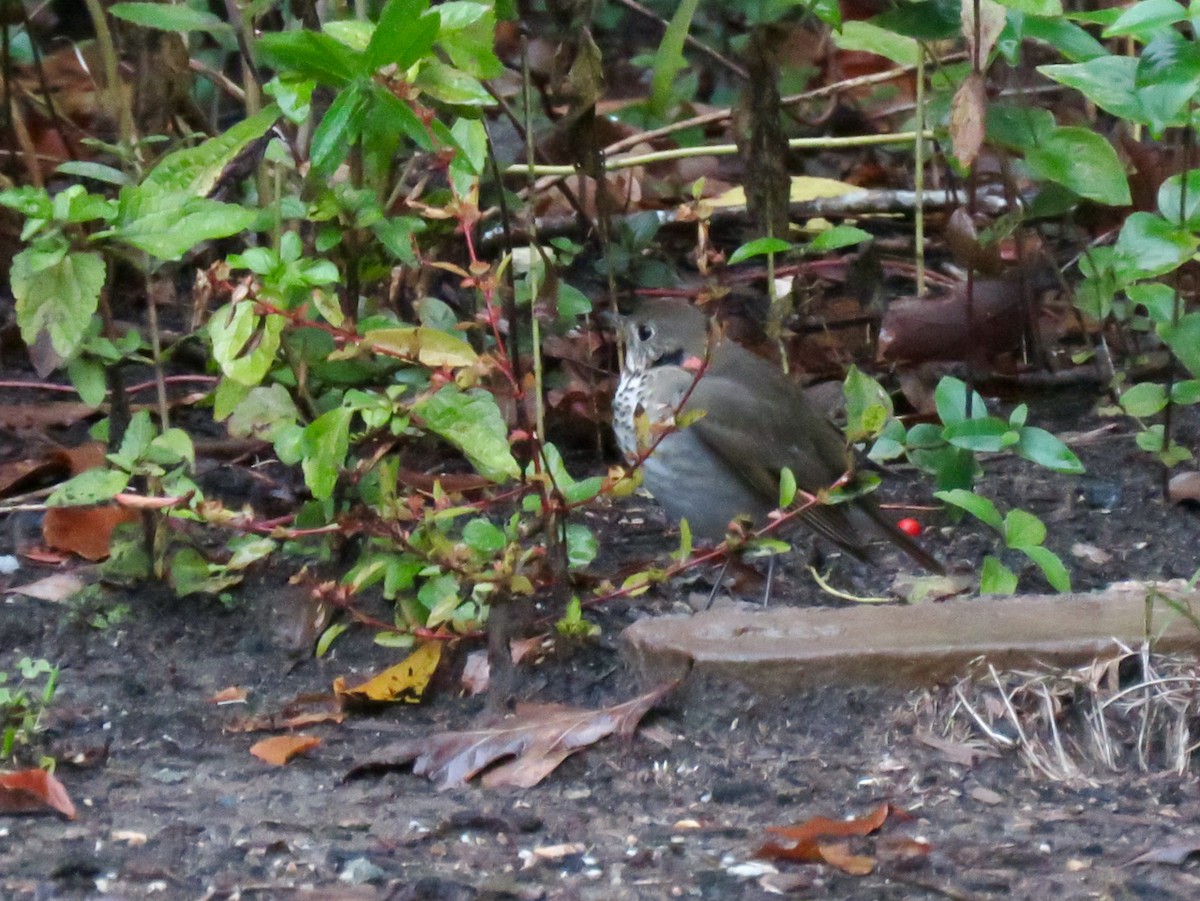 Gray-cheeked Thrush - ML274513171