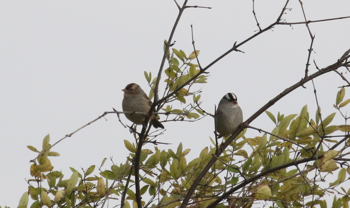 Porsuk Serçesi (leucophrys) - ML274513701