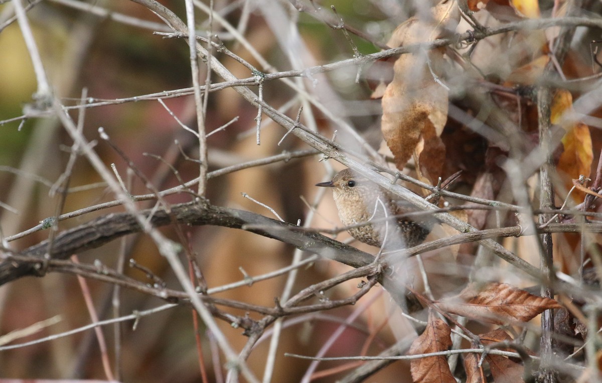 Winter Wren - ML274513711