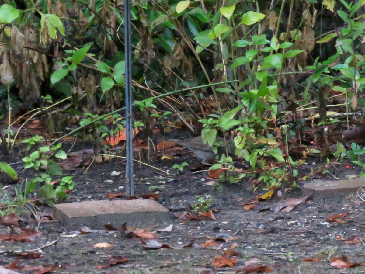 Gray-cheeked Thrush - ML274513771