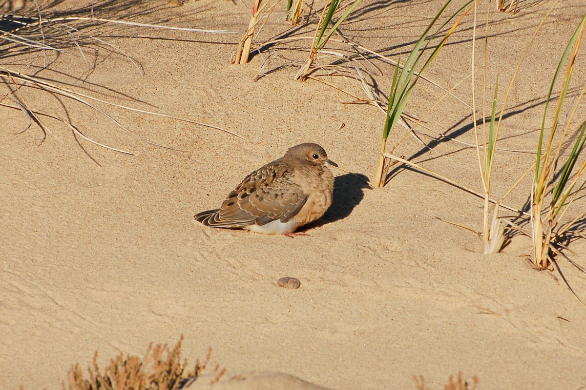 Mourning Dove - ML274513911