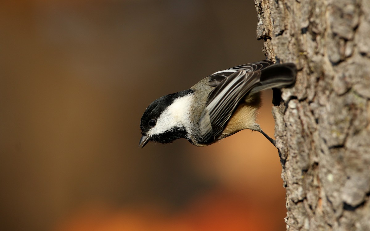 Black-capped Chickadee - ML274515031