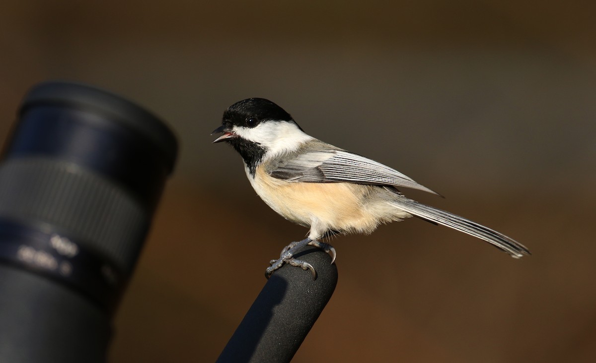 Black-capped Chickadee - Jay McGowan