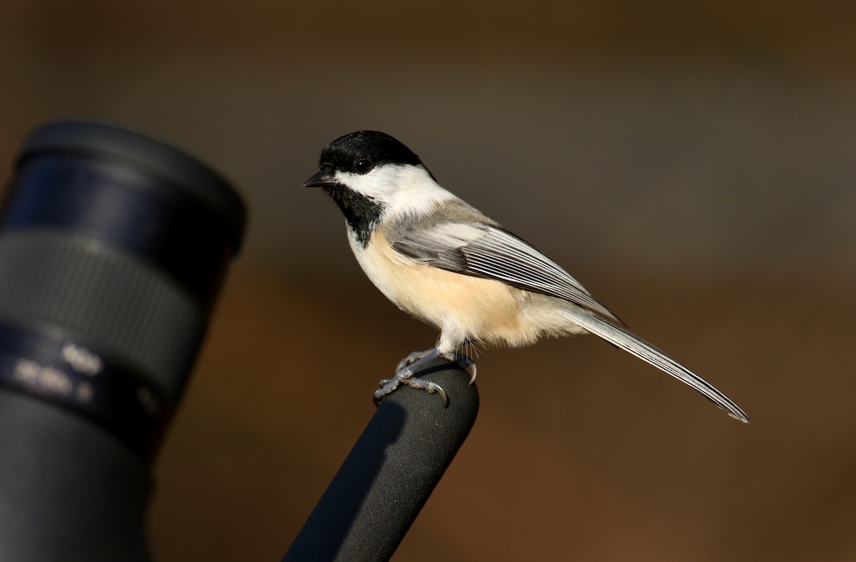 Black-capped Chickadee - ML274515141