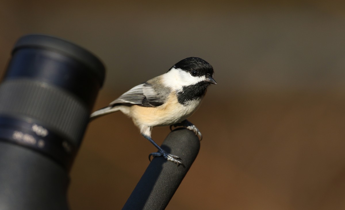 Black-capped Chickadee - ML274515171