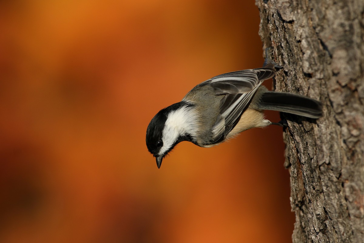 Black-capped Chickadee - ML274515231