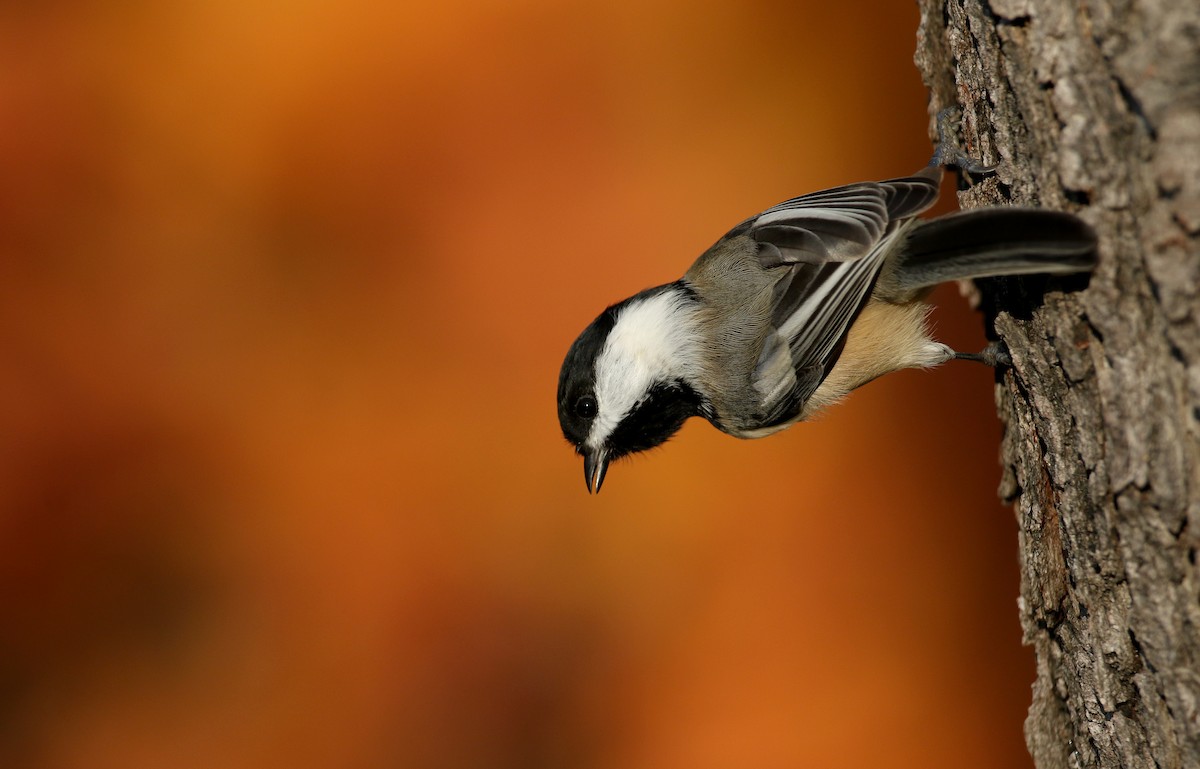 Black-capped Chickadee - ML274515321