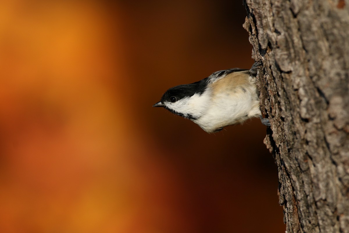 Black-capped Chickadee - ML274515581