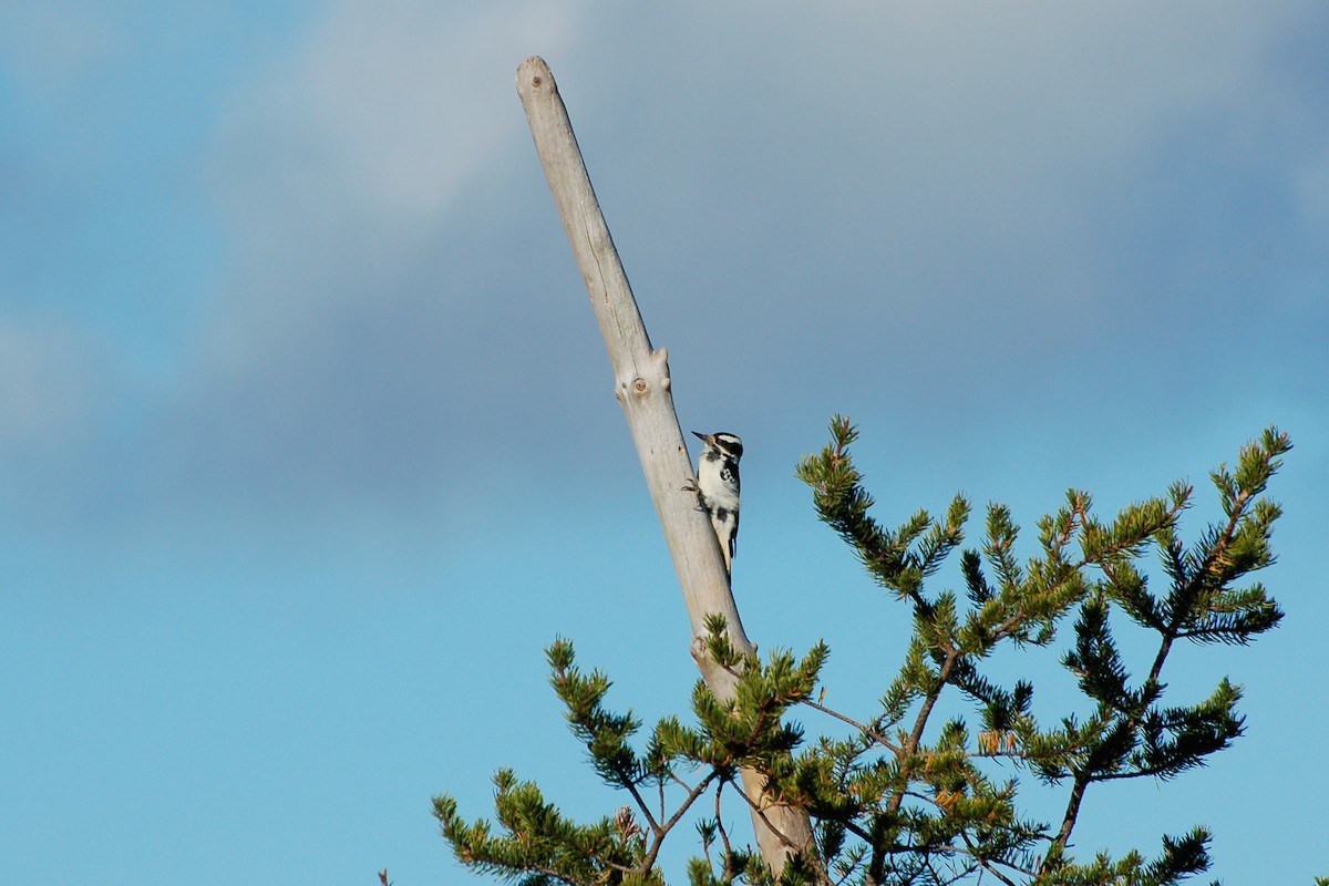 Hairy Woodpecker - ML274515911