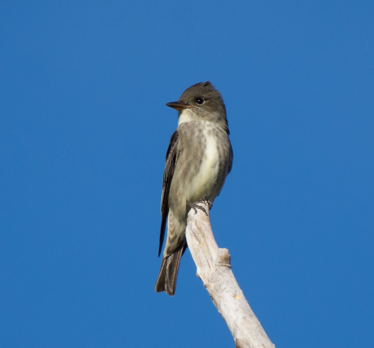 Olive-sided Flycatcher - Gordon Karre