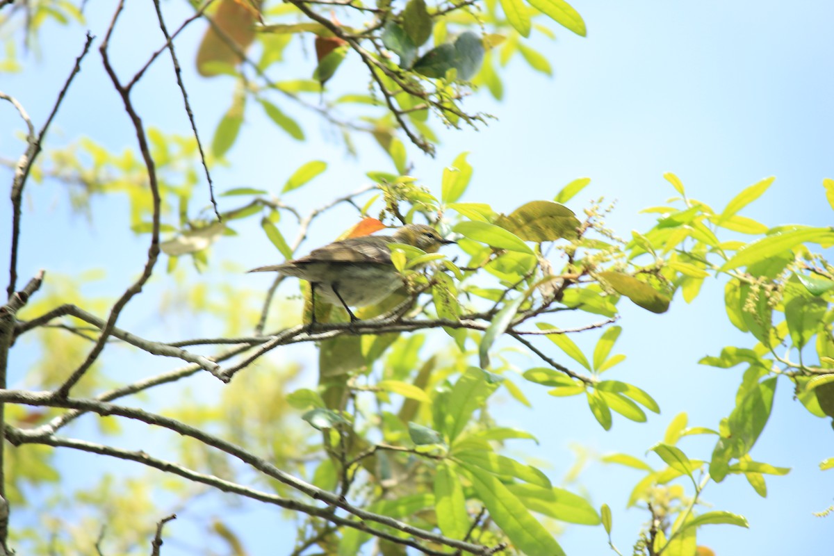 Cape May Warbler - Andrew Holzinger