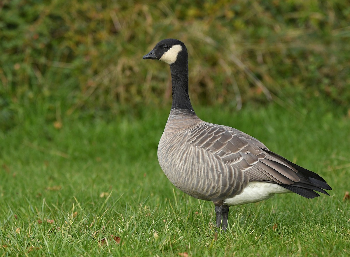 Cackling Goose - Sunny Zhang