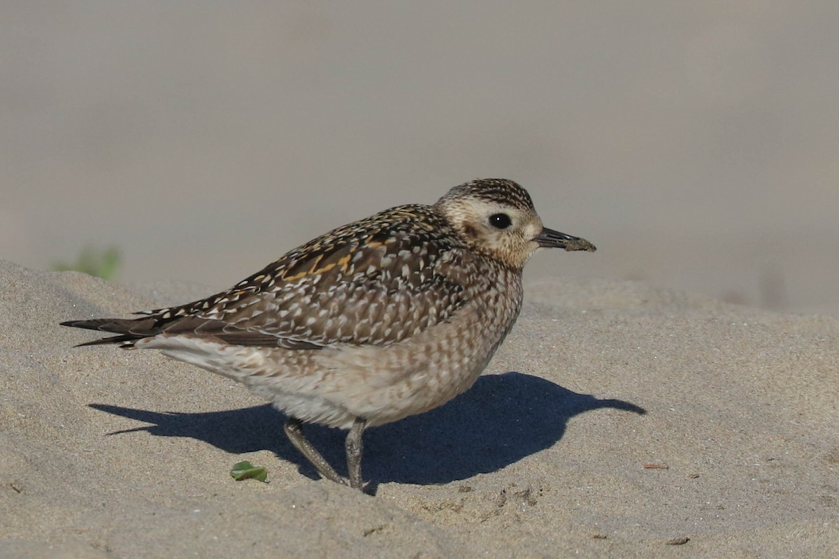 Pacific Golden-Plover - ML274521001