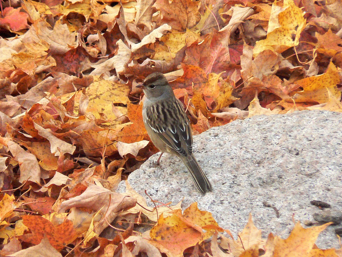 White-crowned Sparrow - ML274521801