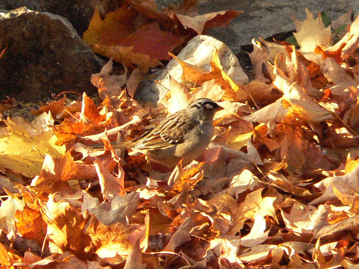 White-crowned Sparrow - ML274521971