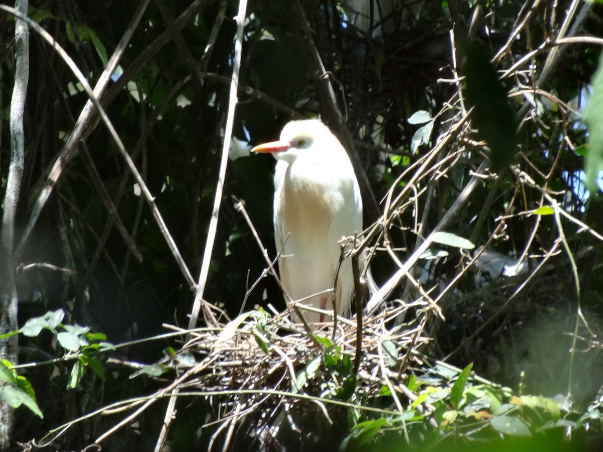 Western Cattle Egret - ML274522101