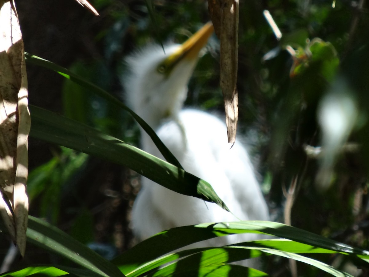 Great Egret - ML274522181